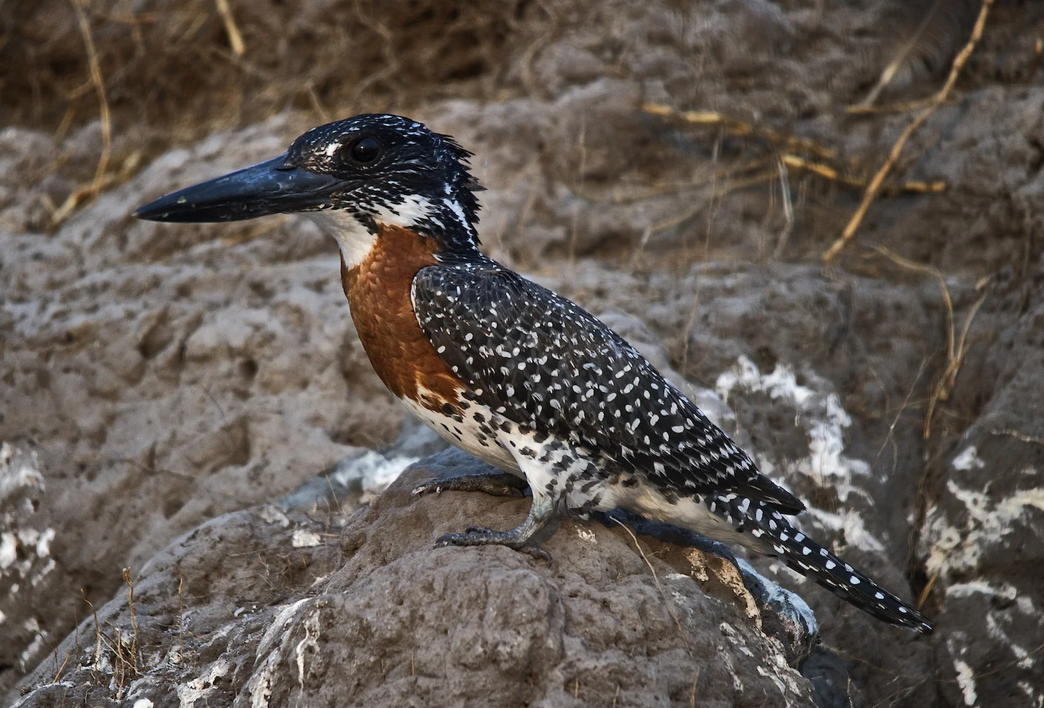 GIANT KINGFISHER