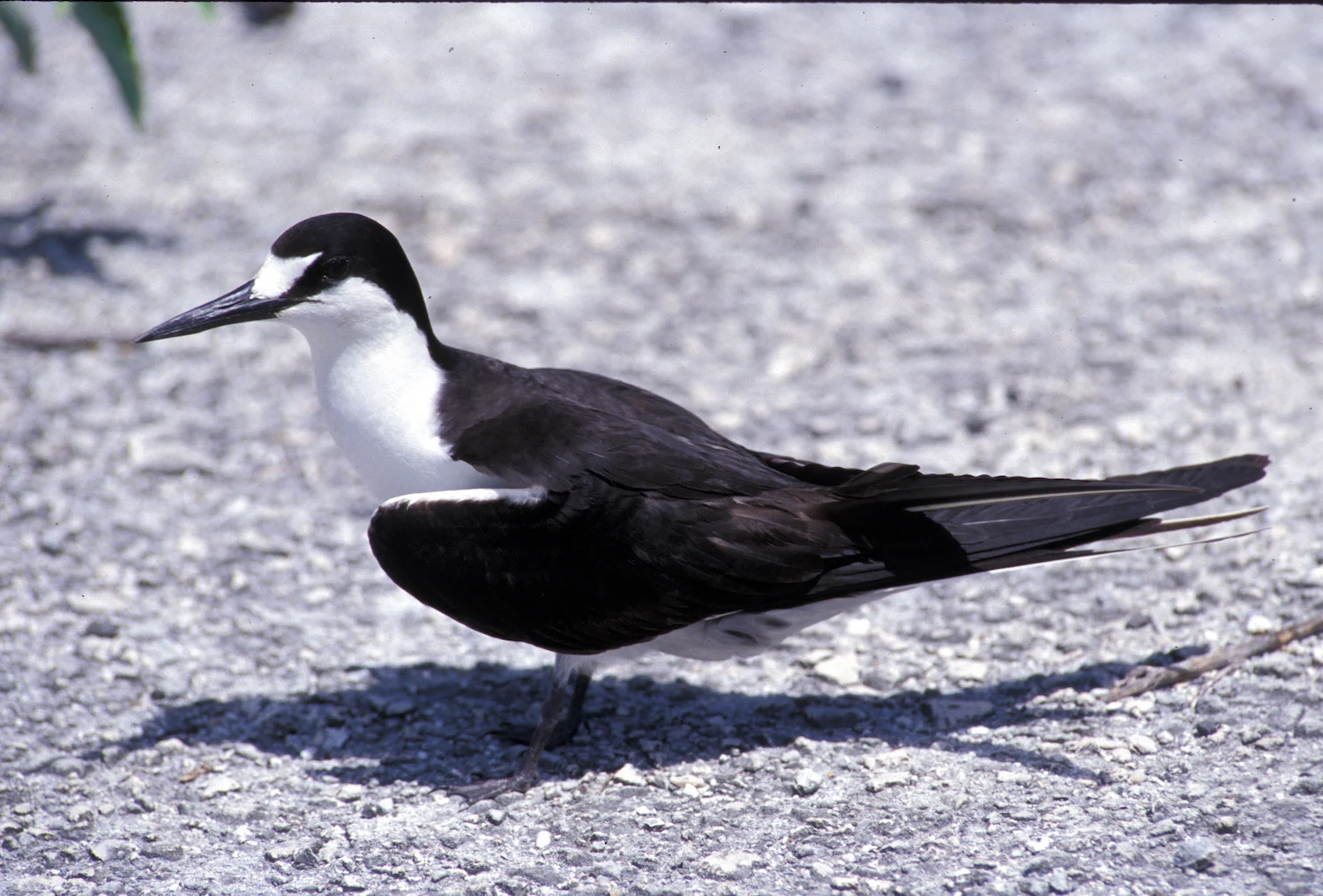 SOOTY TERN
