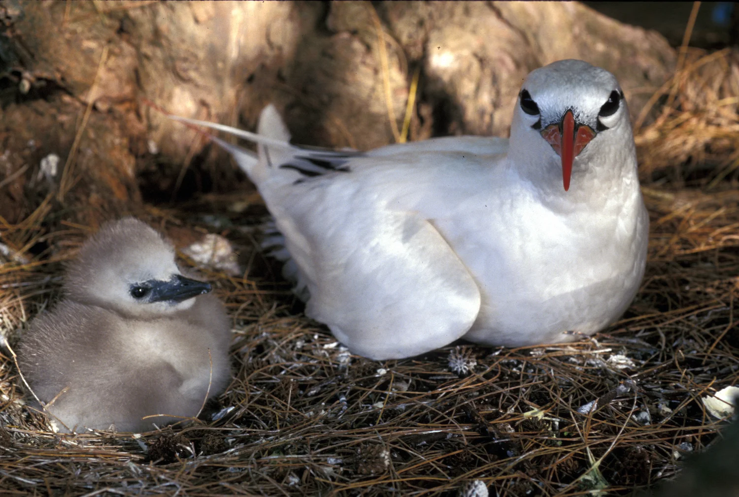 RED-TAILED TROPIC BIRD WITH CHICK