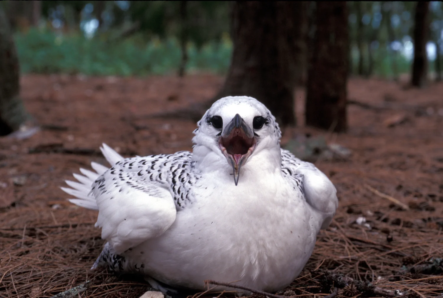 RED-TAILED TROPIC BIRD JUVENILE