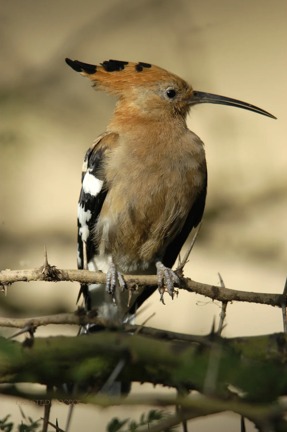 HOOPOE