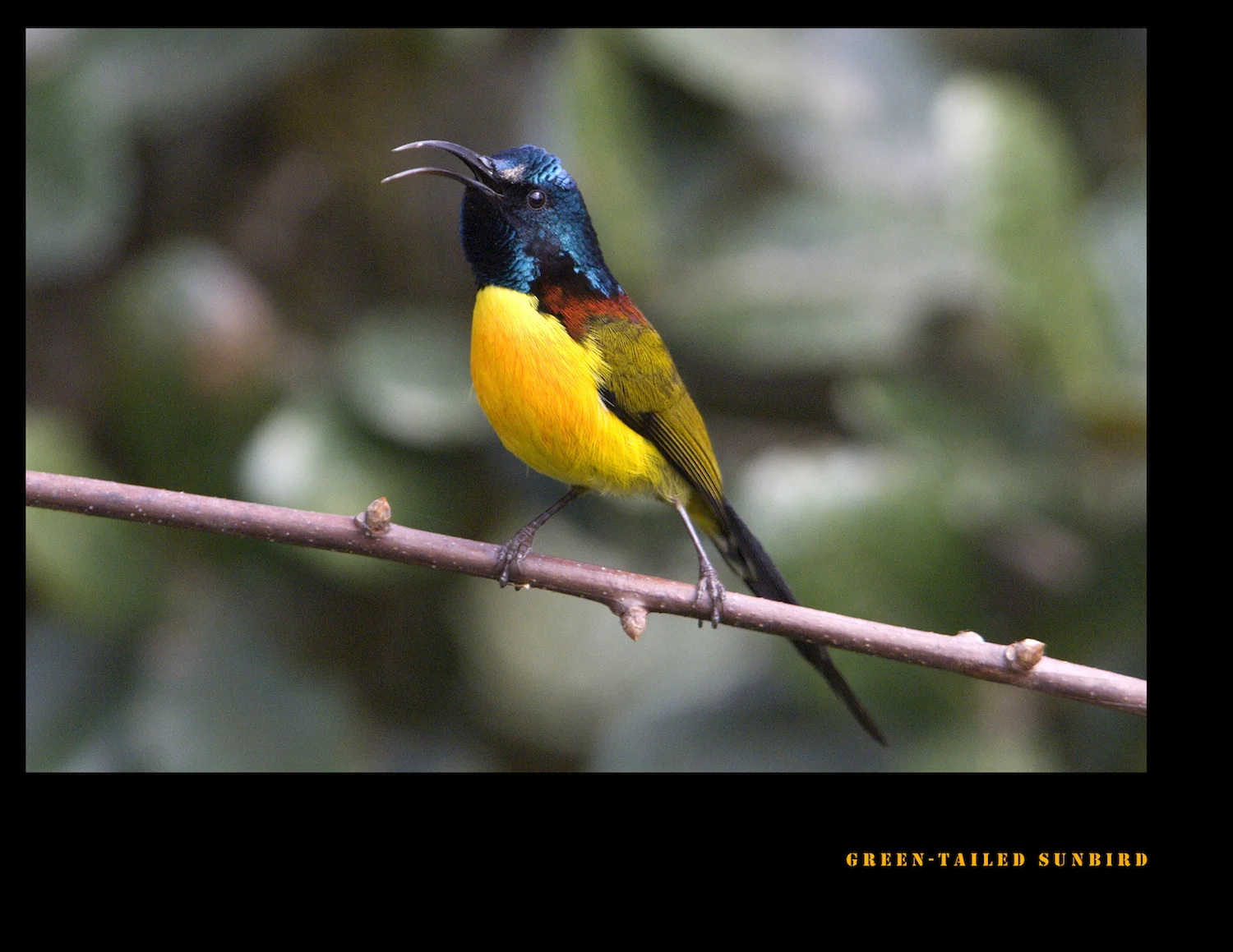 GREEN-TAILED SUNBIRD MALE