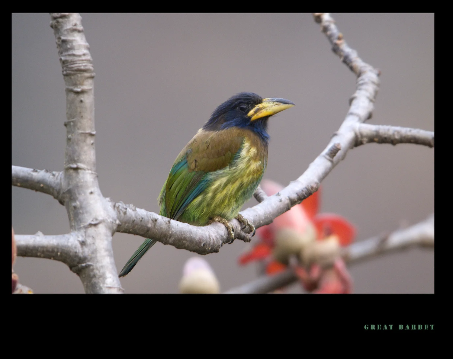 GREAT BARBET