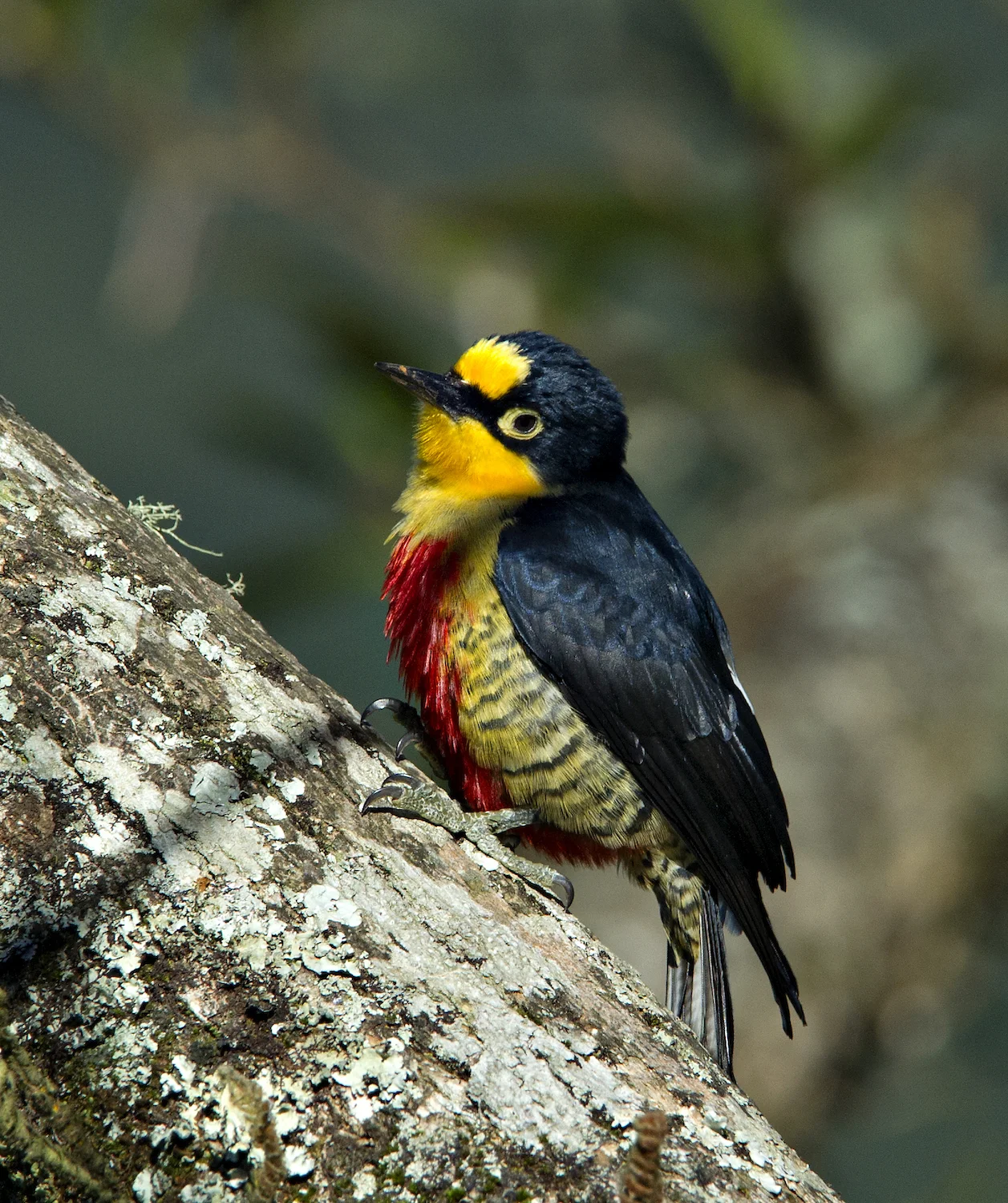 YELLOW-FRONTED WOODPECKER