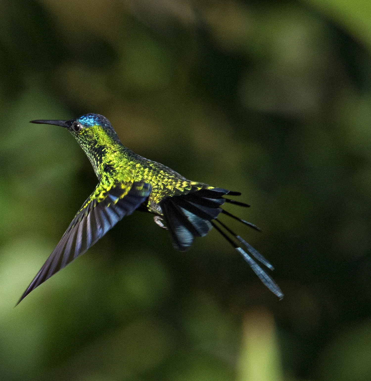 VIOLET-CAPPED WOODNYMPH