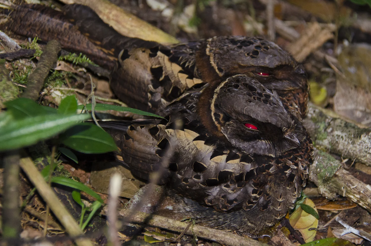 MADAGASCAR NIGHTJAR