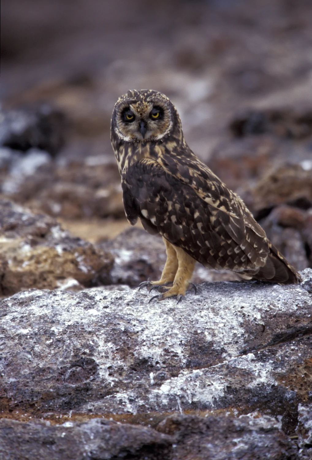 SHORT-EARED OWL