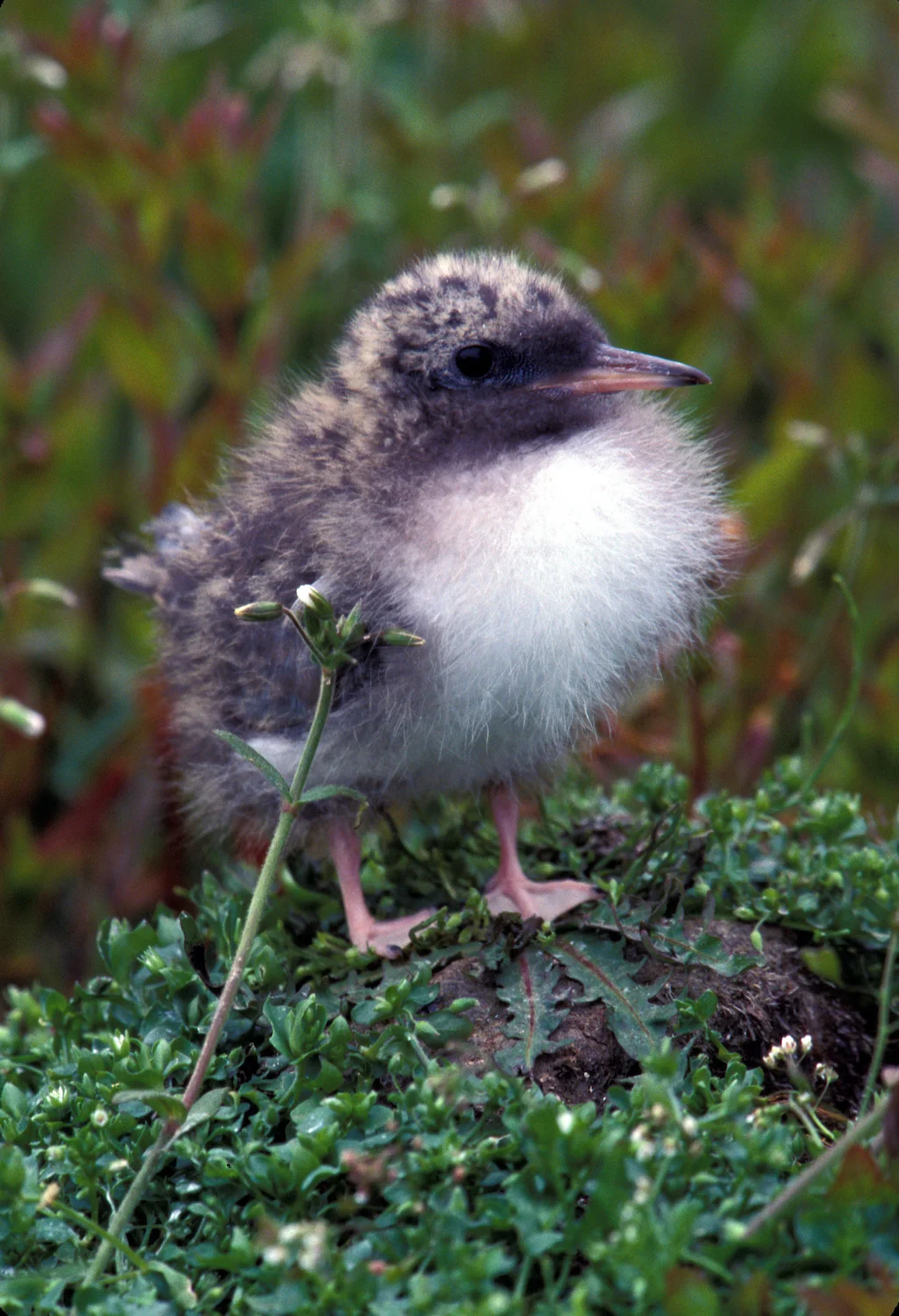 ARCTIC TERN CHICK