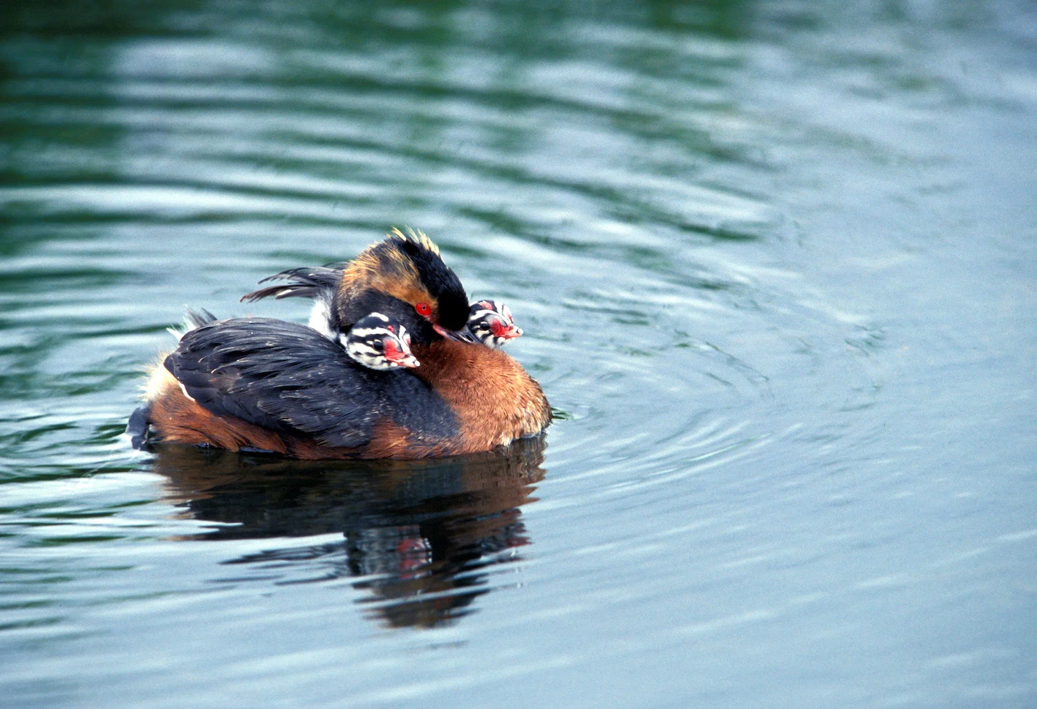 HORNED GREBE & CHICKS