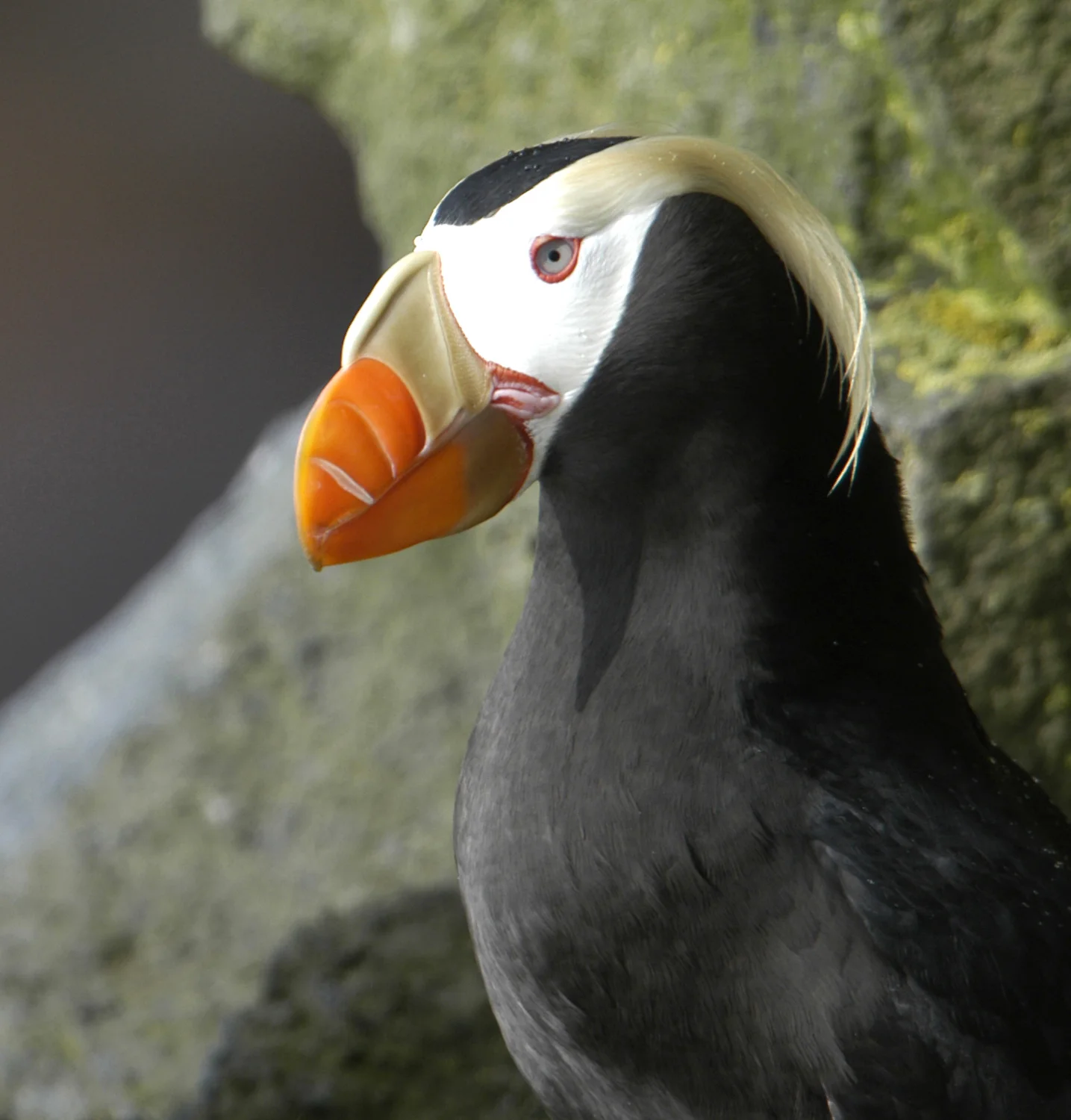 TUFTED PUFFIN