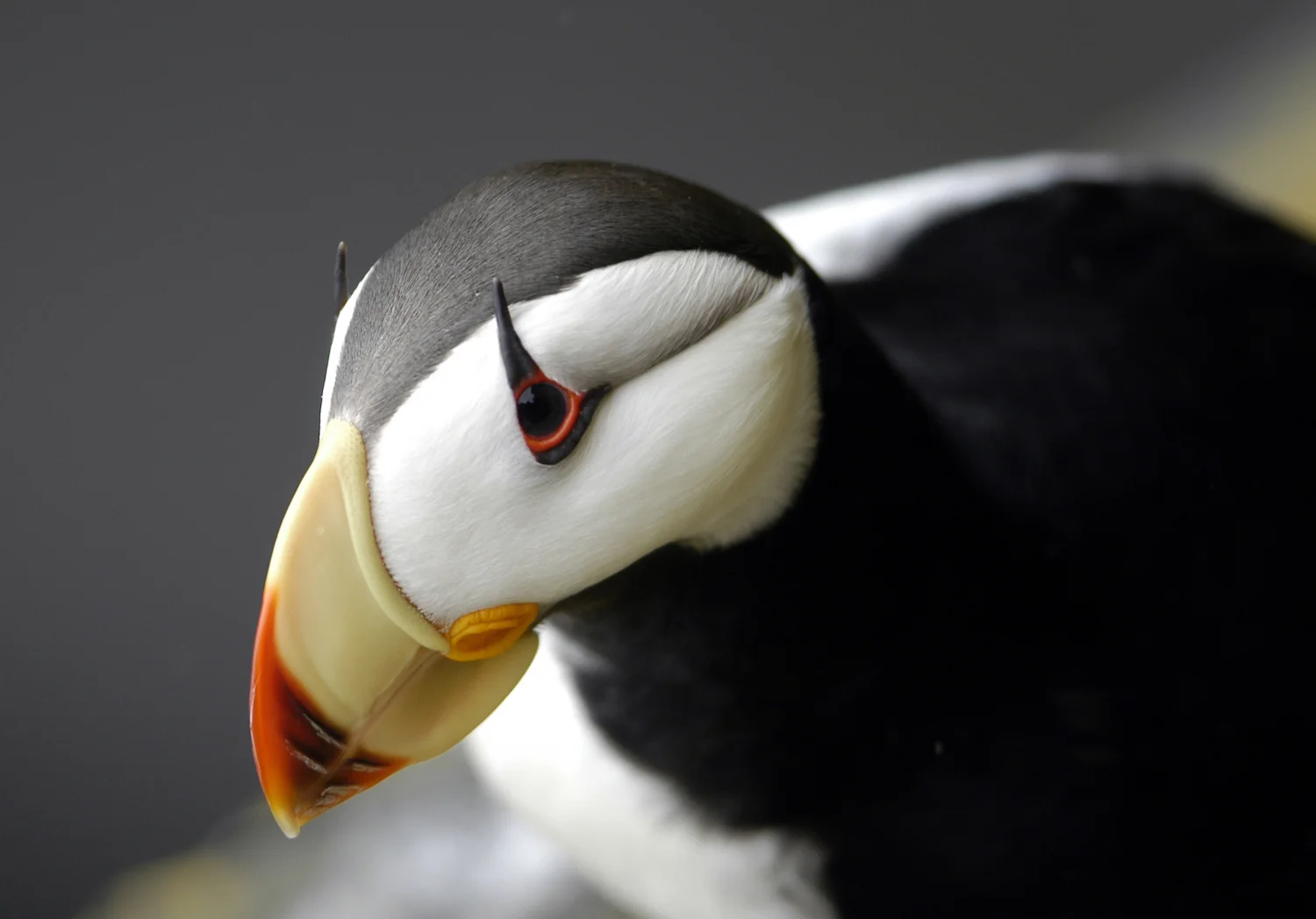 HORNED PUFFIN