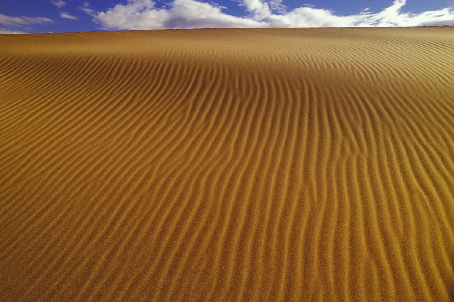 CORAL SAND DUNES