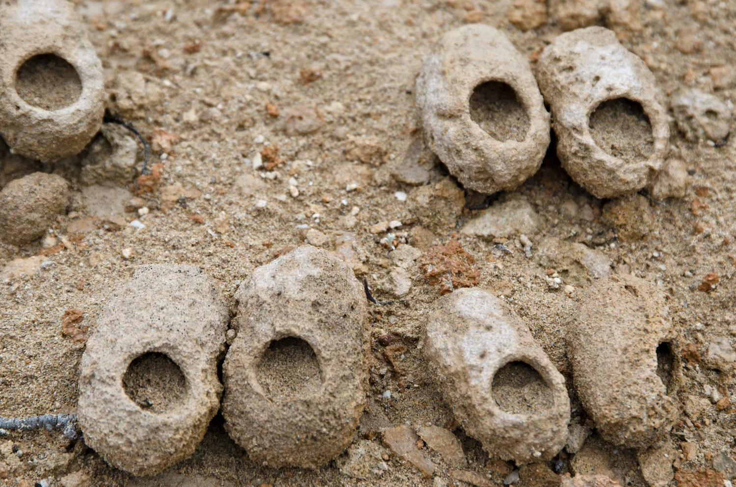 WEEVIL NESTS