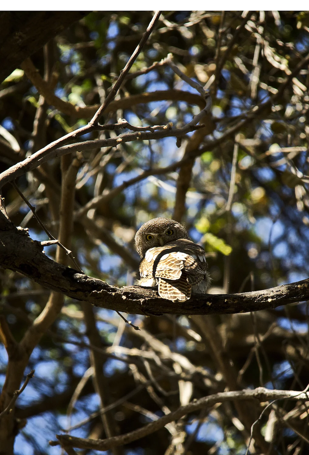 BARRED OWLET