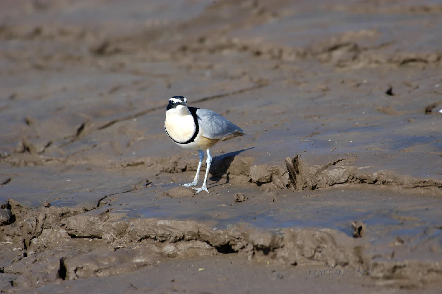 EGYPTIAN PLOVER
