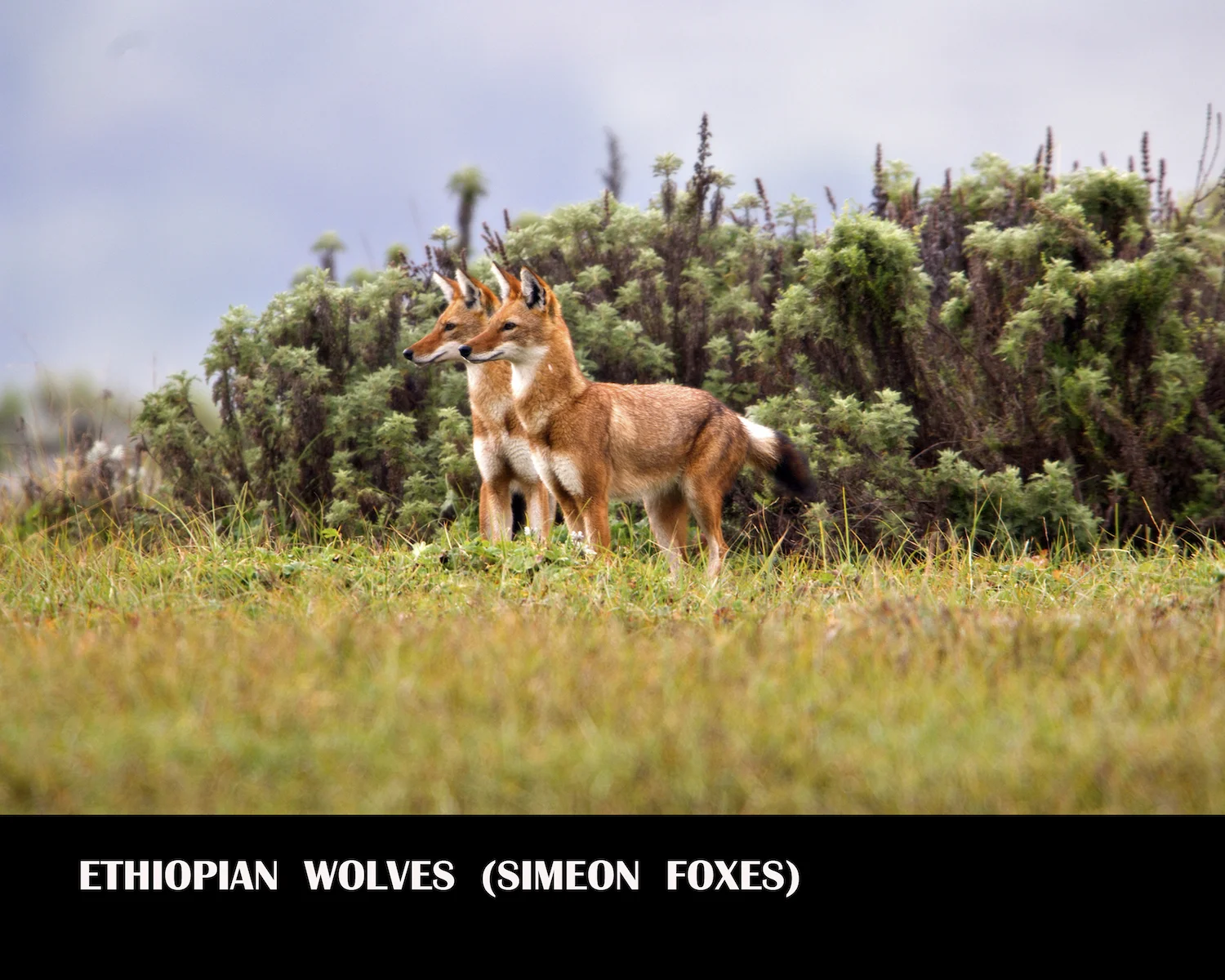 SIMIEN WOLF