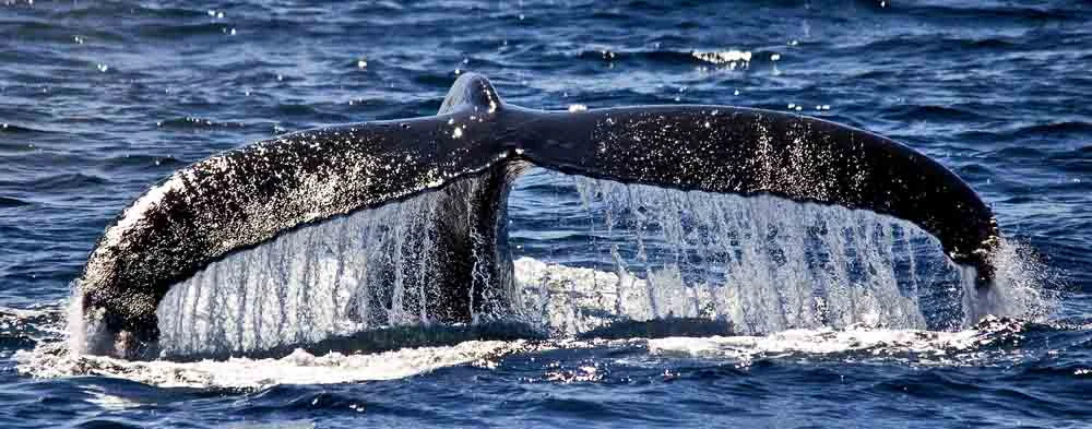 HUMPBACK WHALE 2 