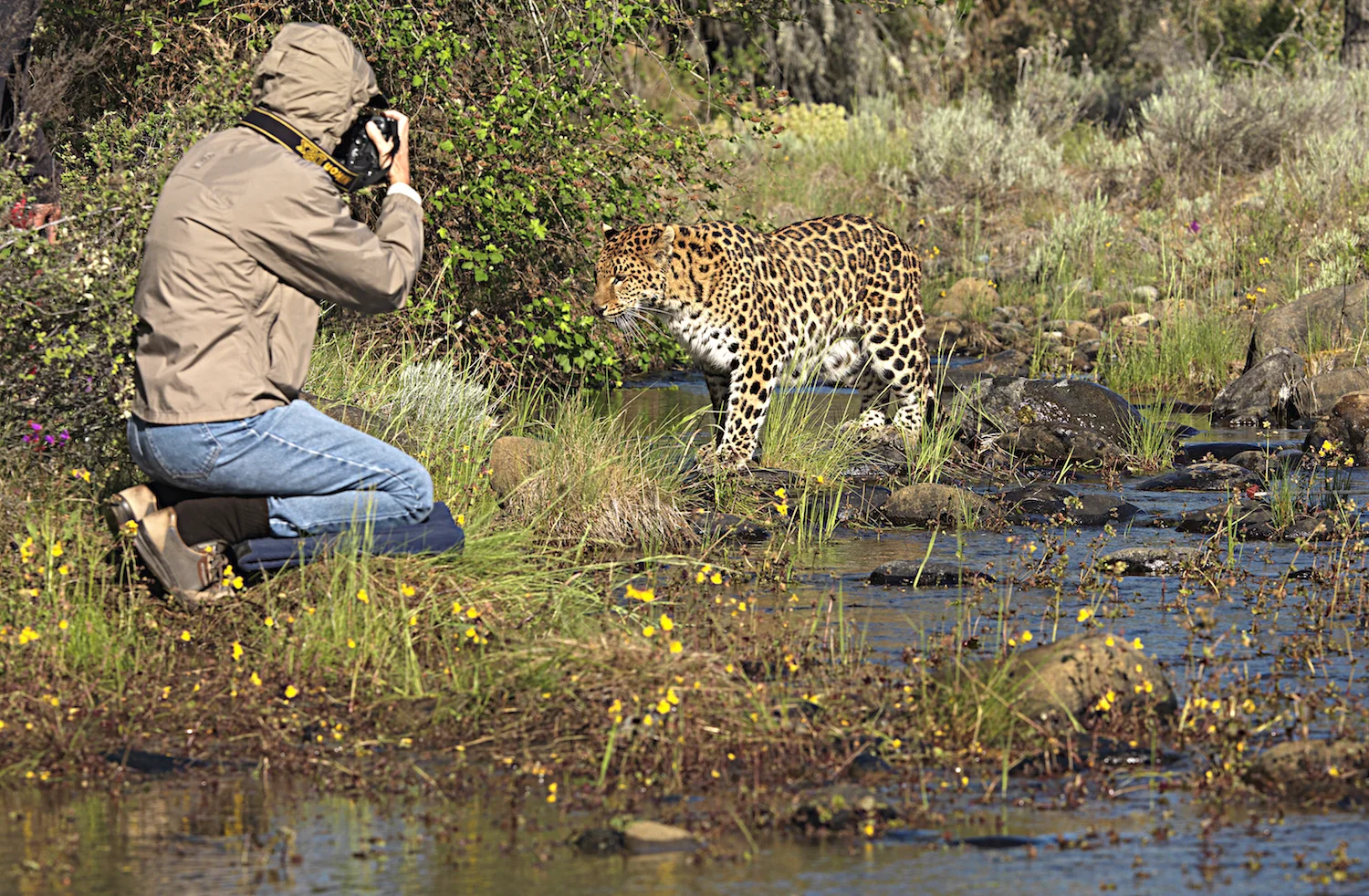 DIANE AND AMUR LEOPARD