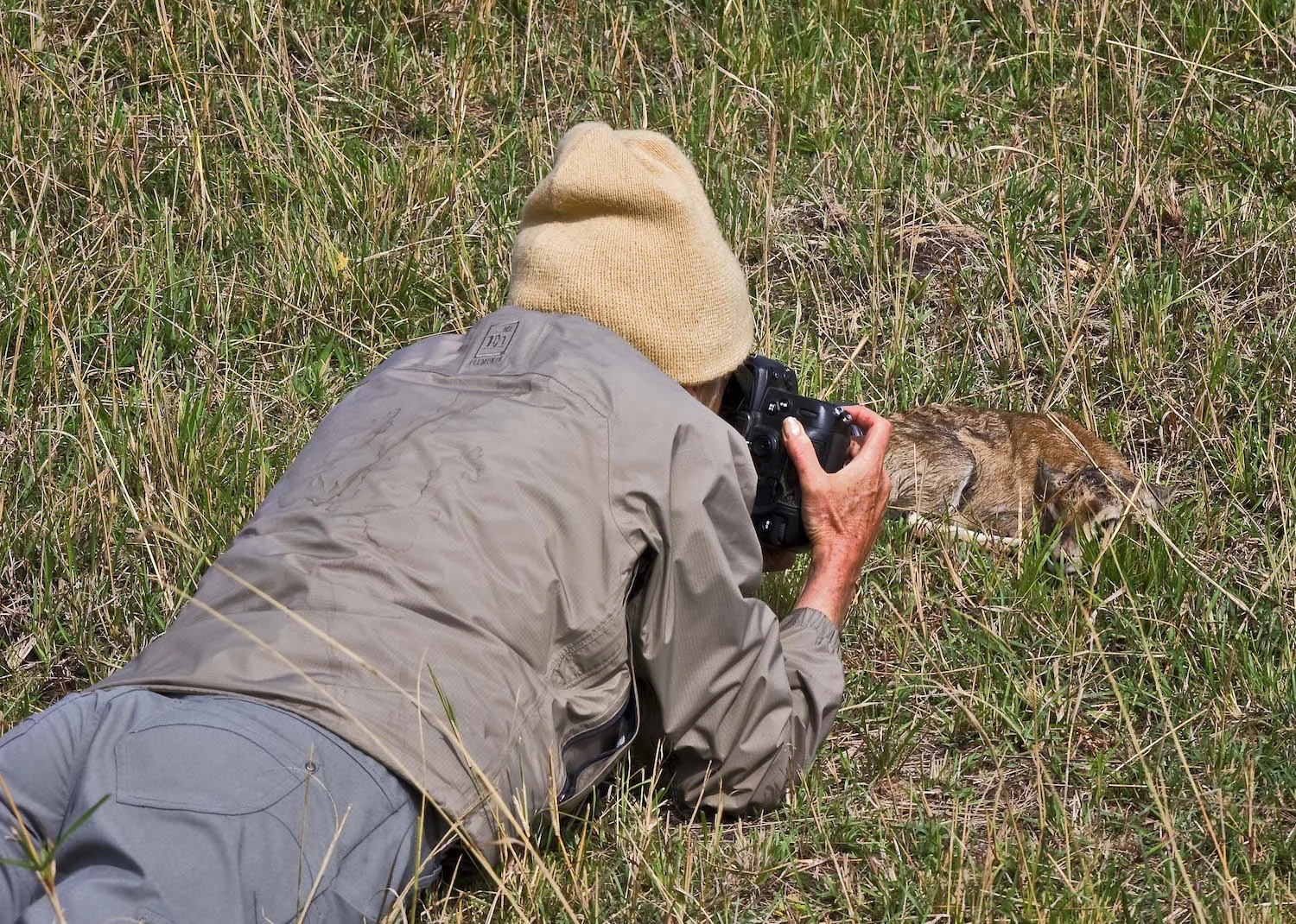 2 MINUTE OLD GAZELLE