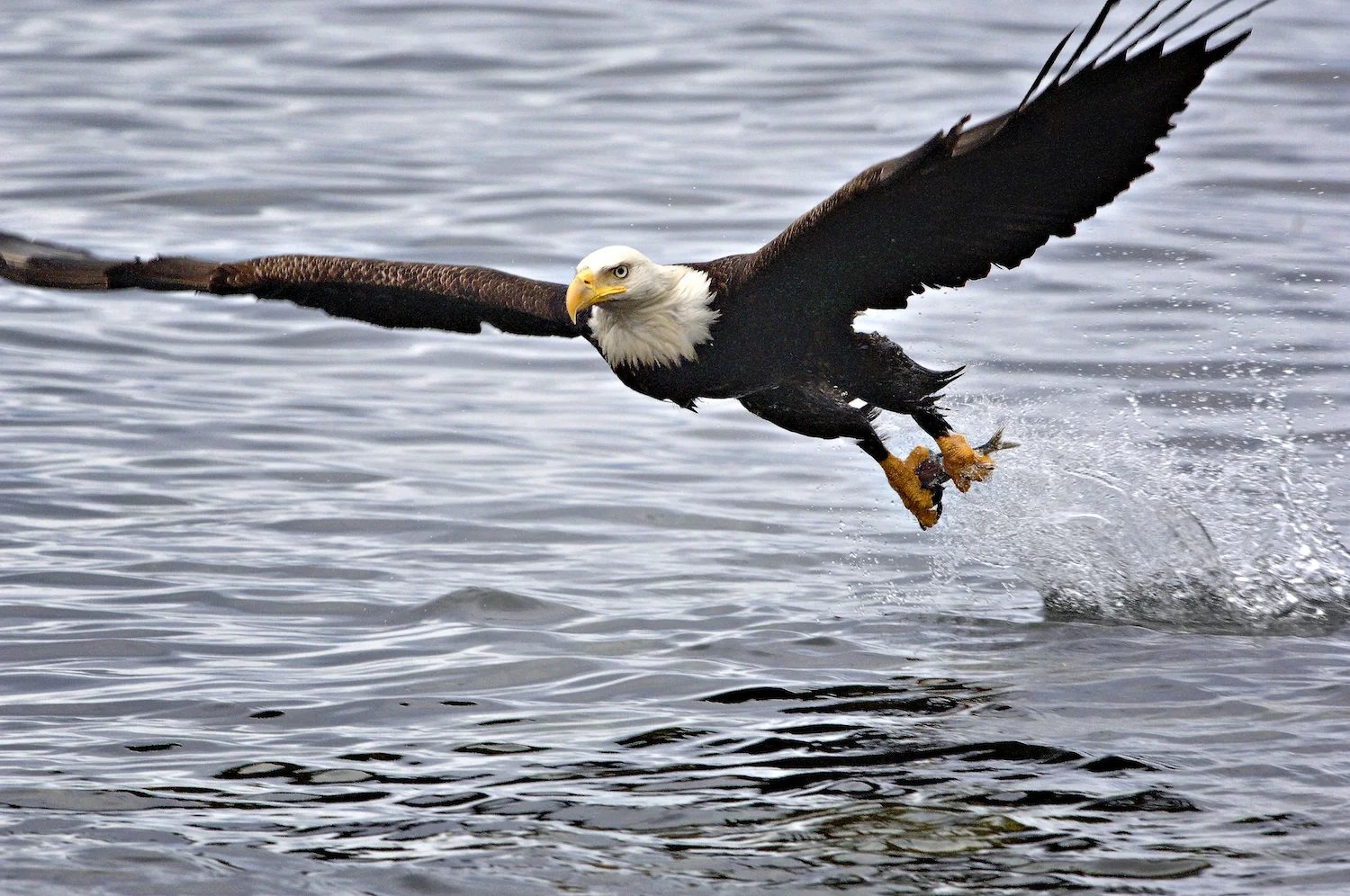 <strong>Birds</strong><a href="/birds">View Gallery »<a>