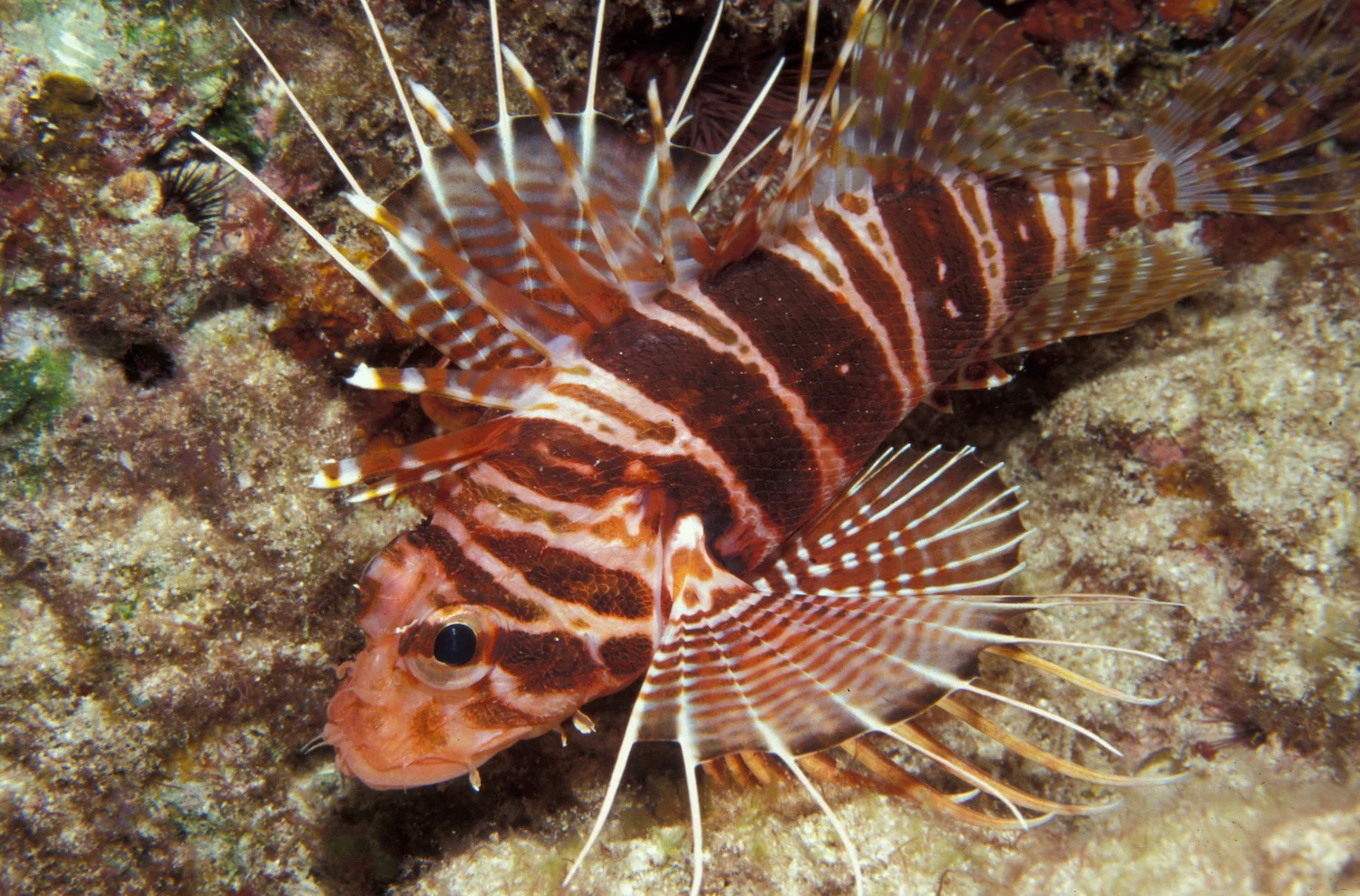 <strong>Underwater</strong><a href="/underwater">View Gallery »<a>
