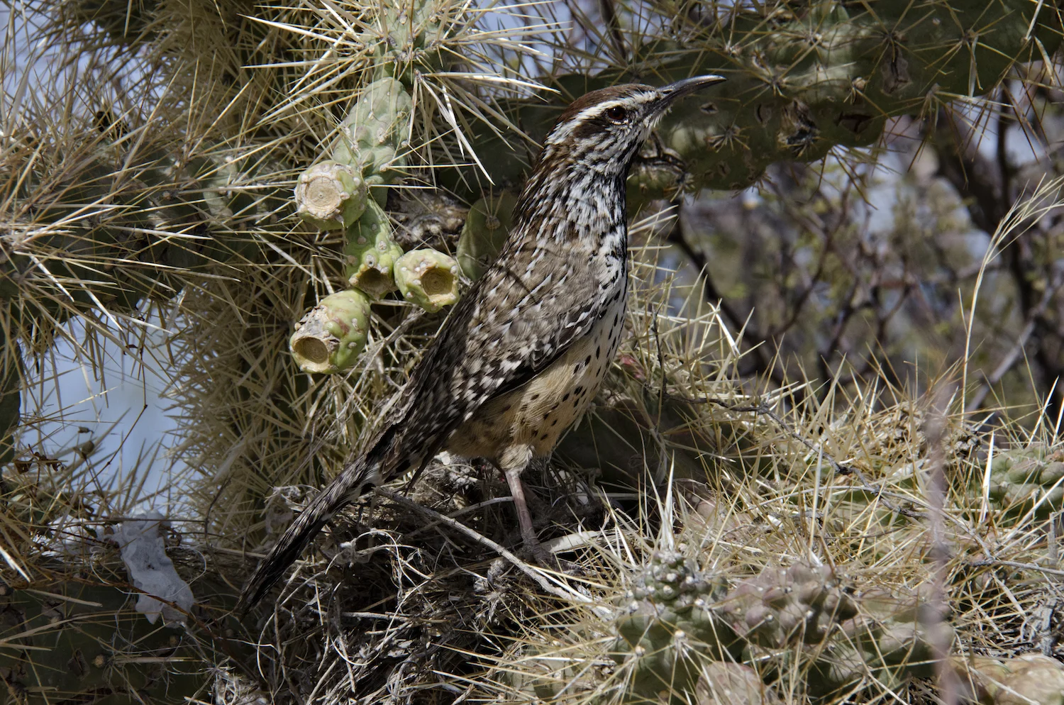 CACTUS WREN