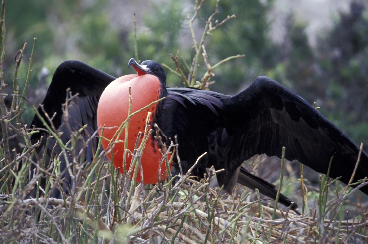 GREAT FRIGATE BIRD