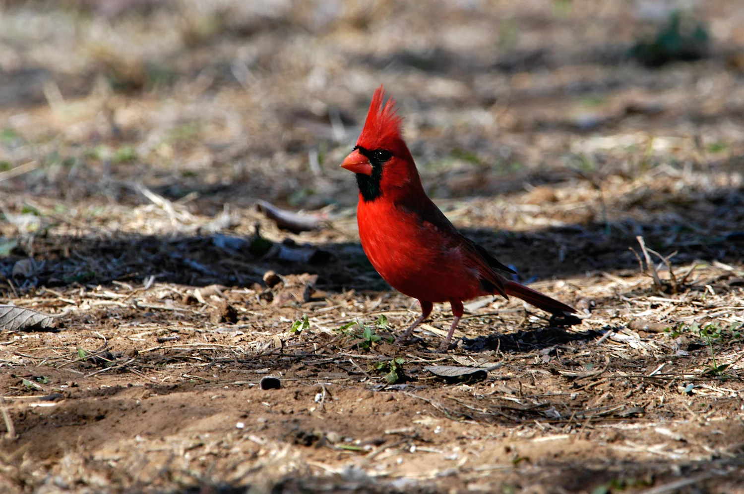 NORTHERN CARDINAL MALE