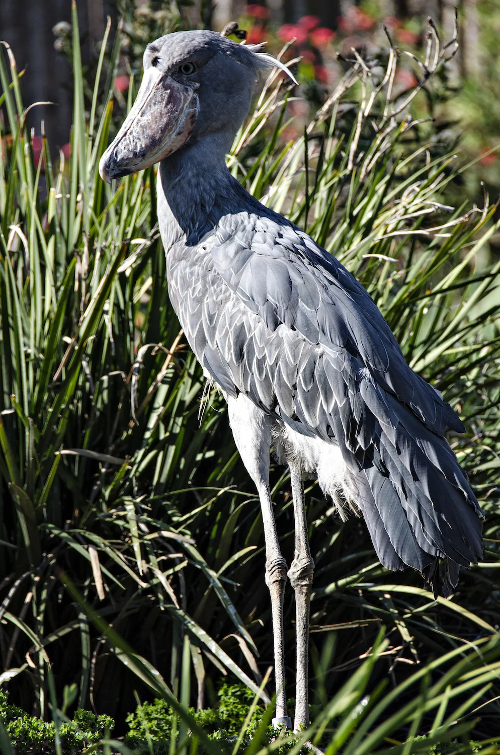 SHOEBILL