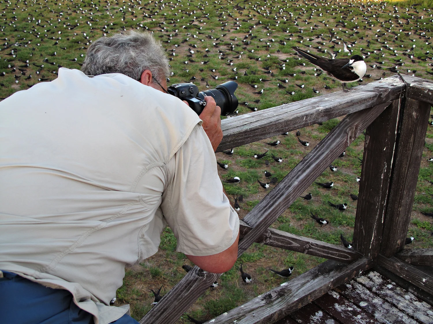 PHOTOGRAPHING TERNS