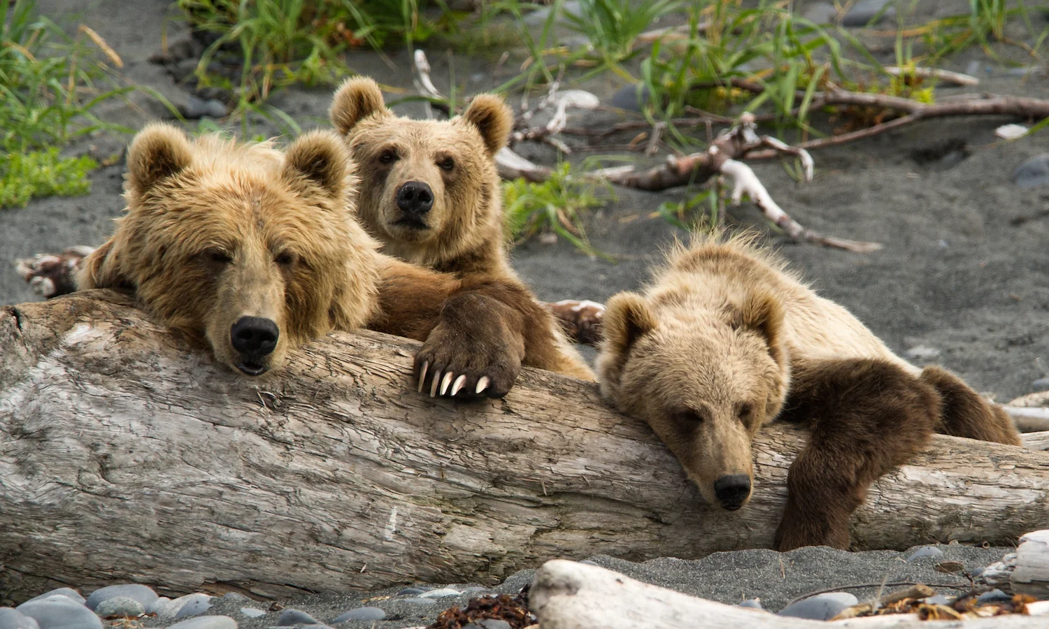 KODIAK BEAR WITH CUBS