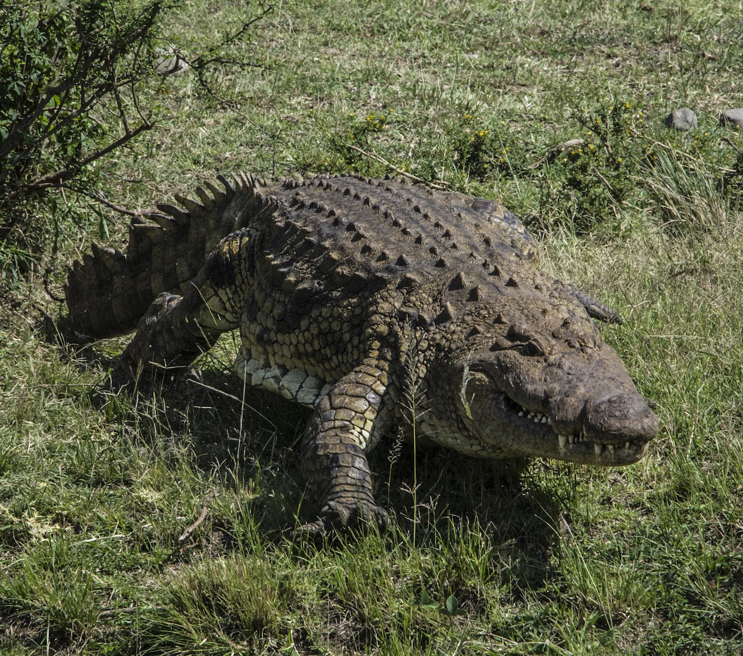 NILE CROCODILE