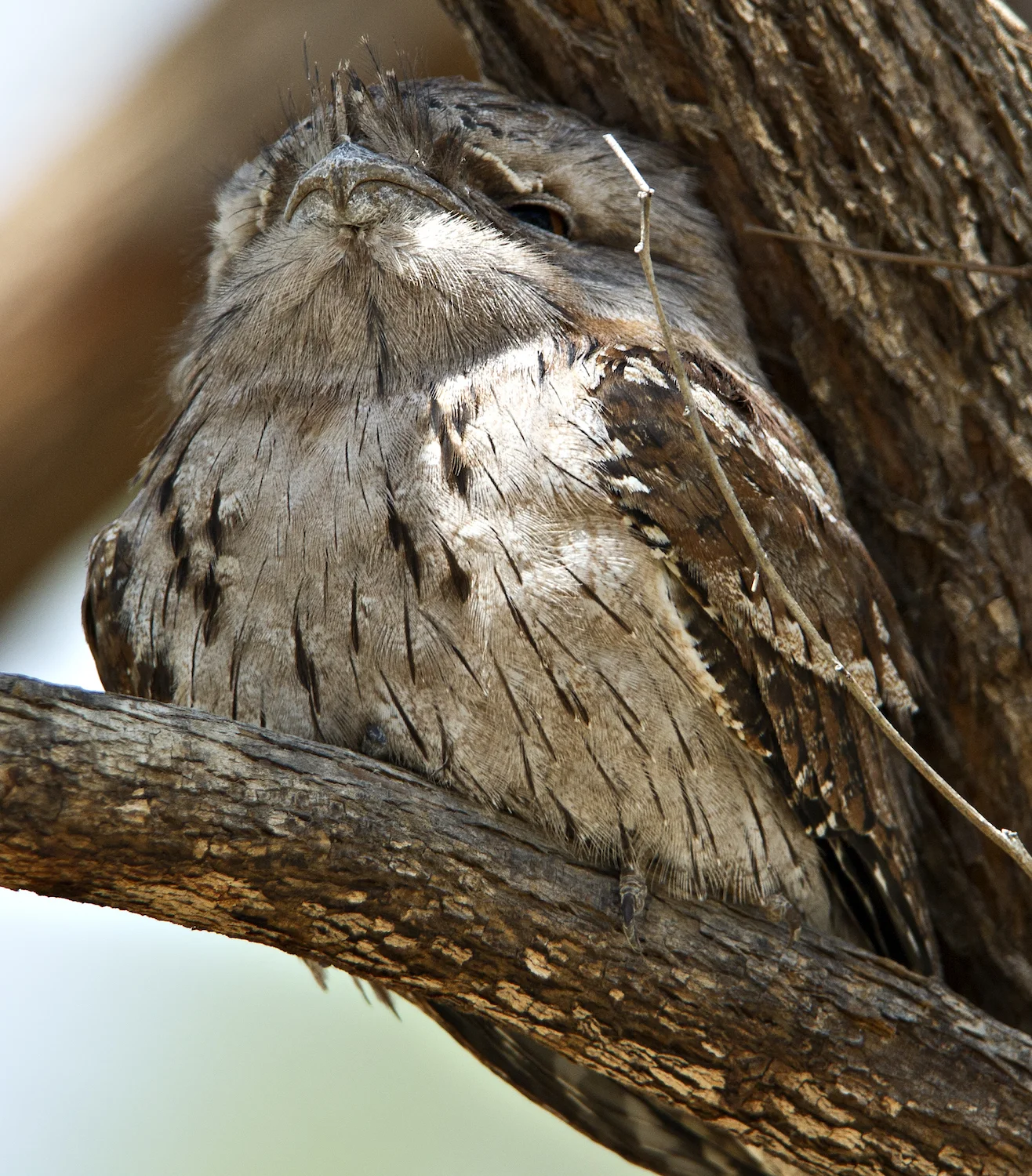 TAWNY FROGMOUTH