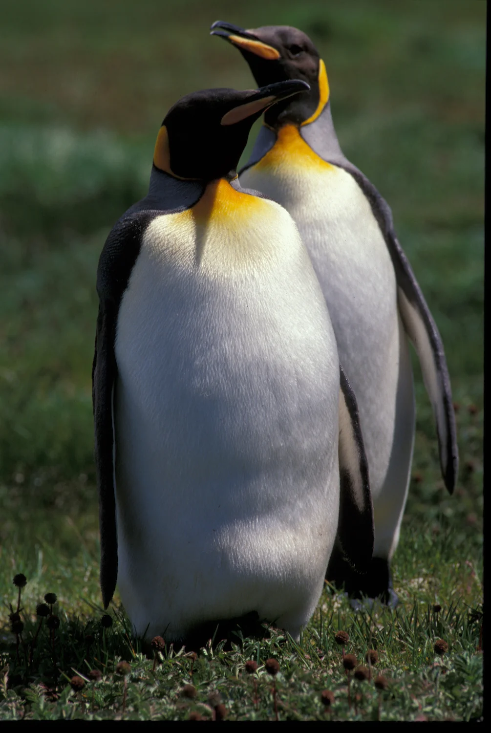 KING PENGUIN