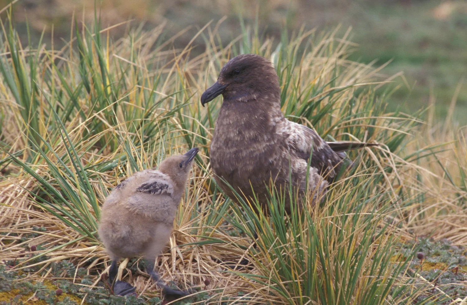 SKUA  WITH  CHICK