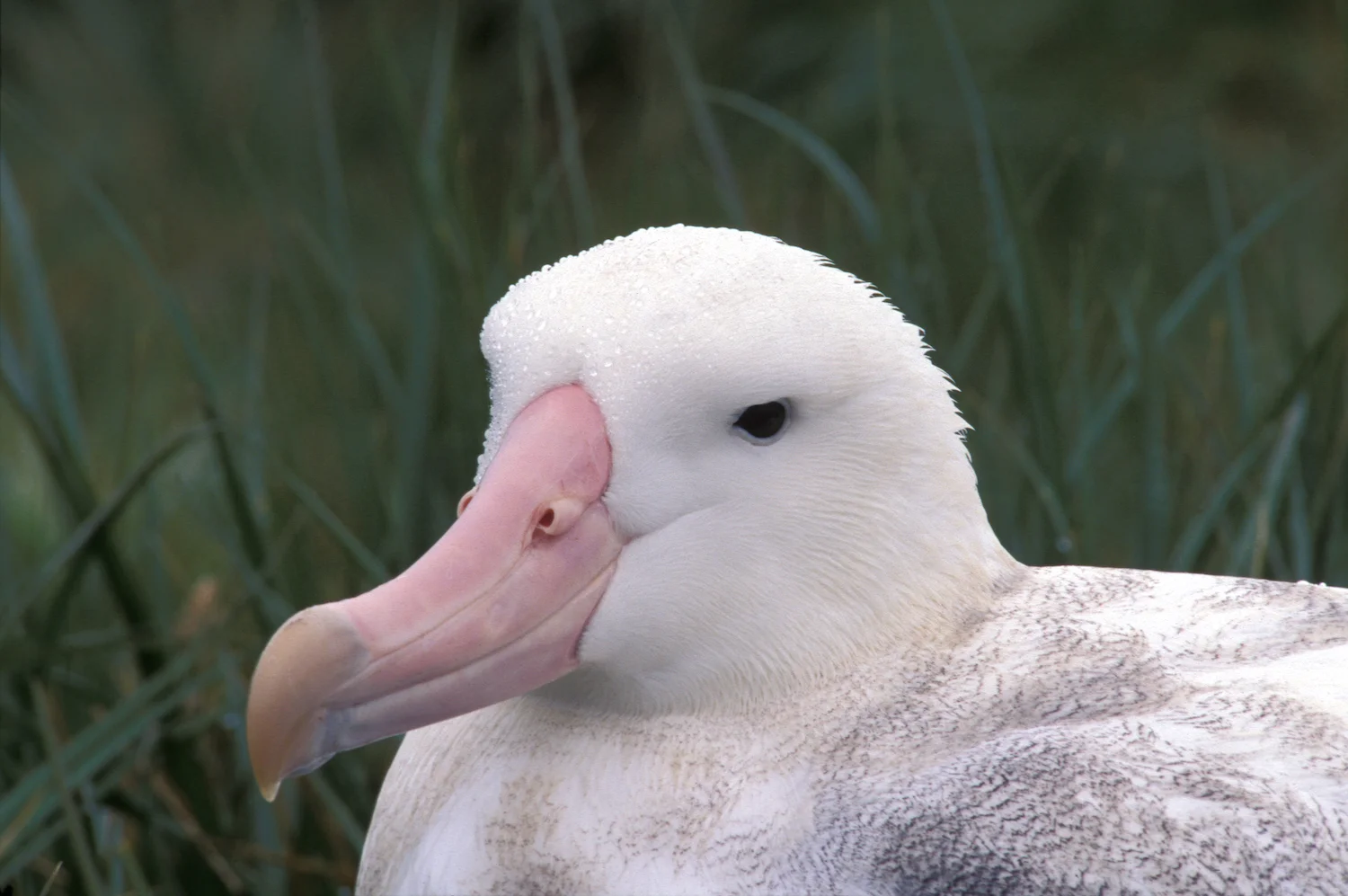WANDERING ALBATROSS