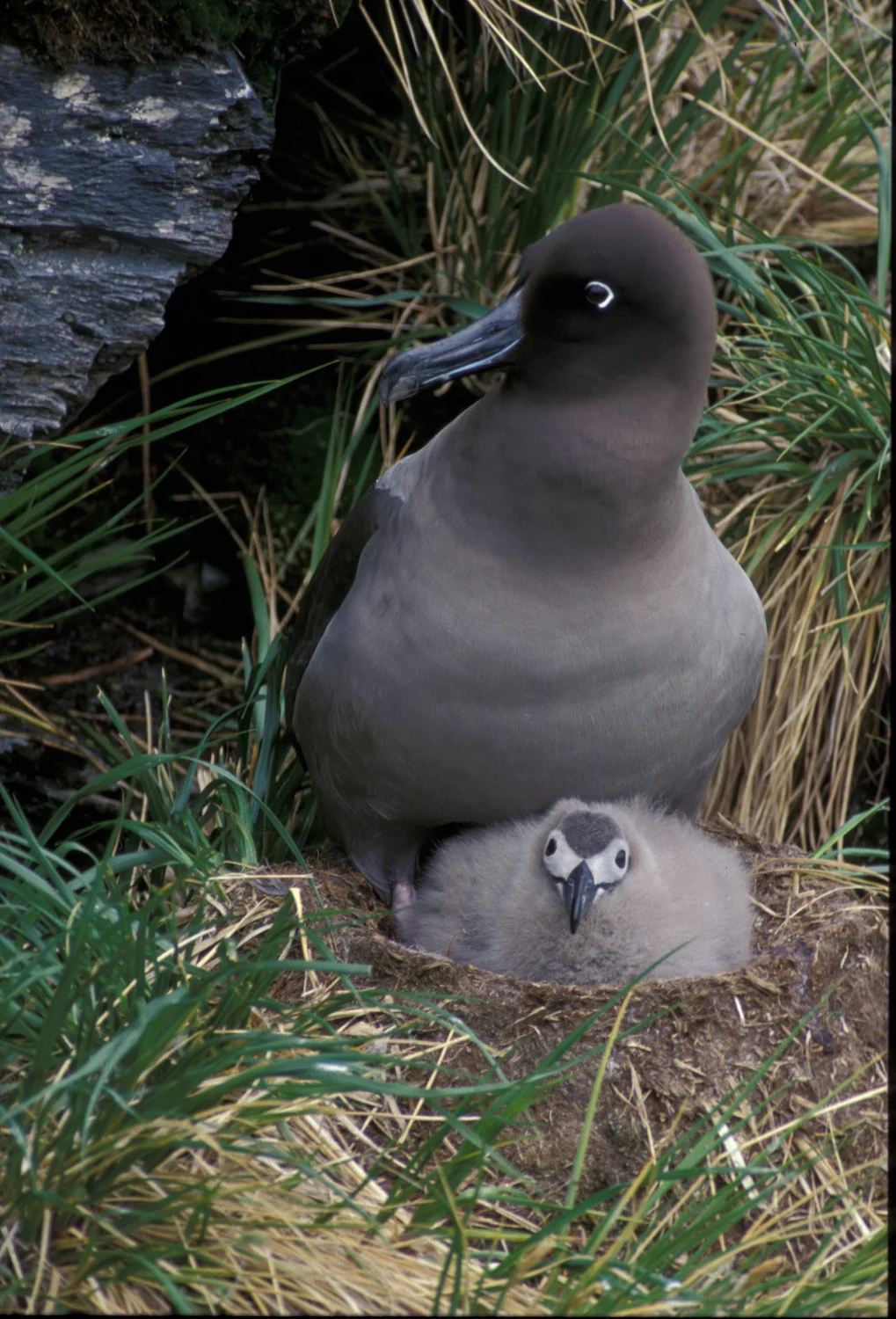           GREY-MANTLED SOOTY ALBATROSS  WITH  CHICK