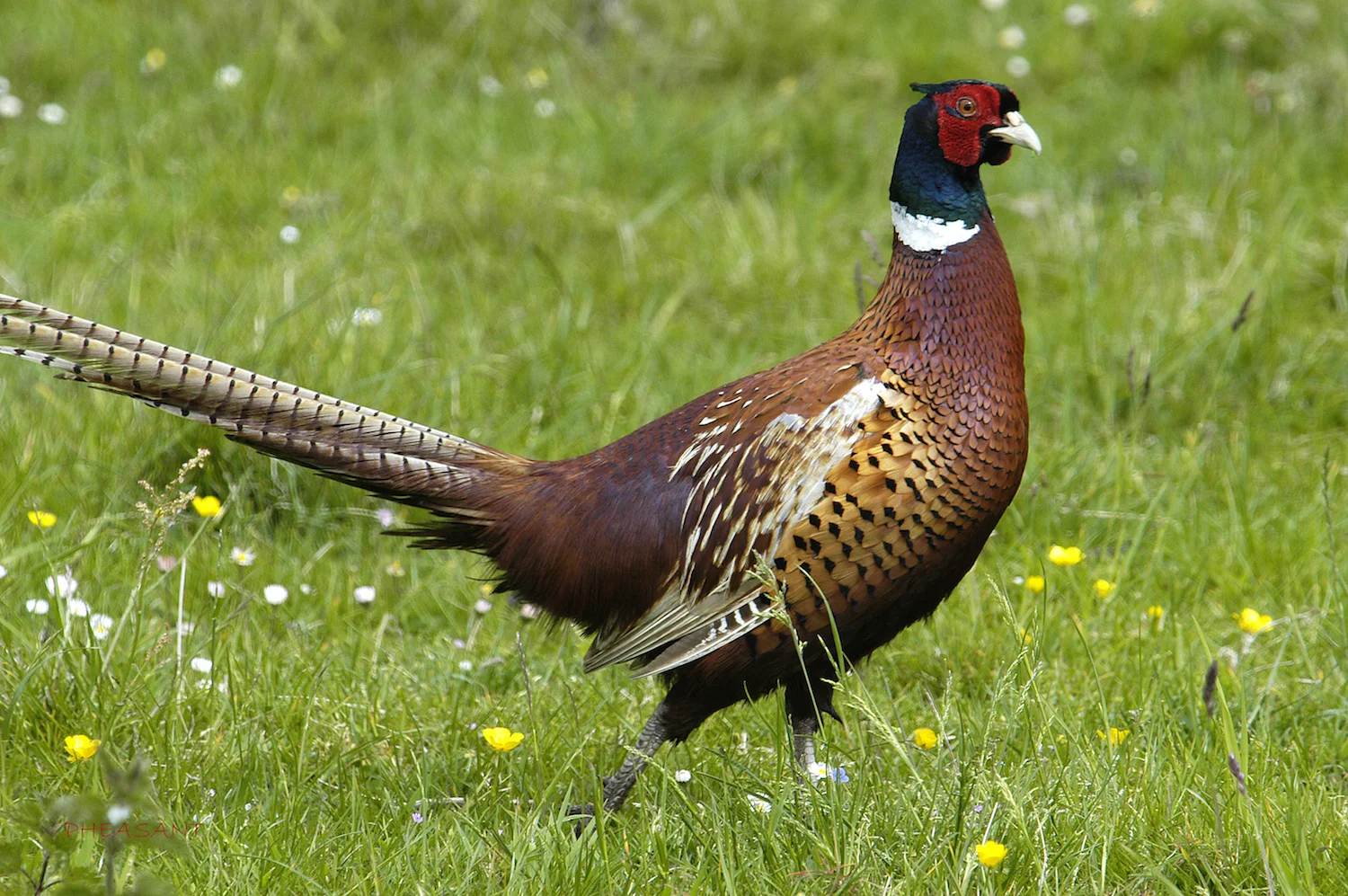PHEASANT