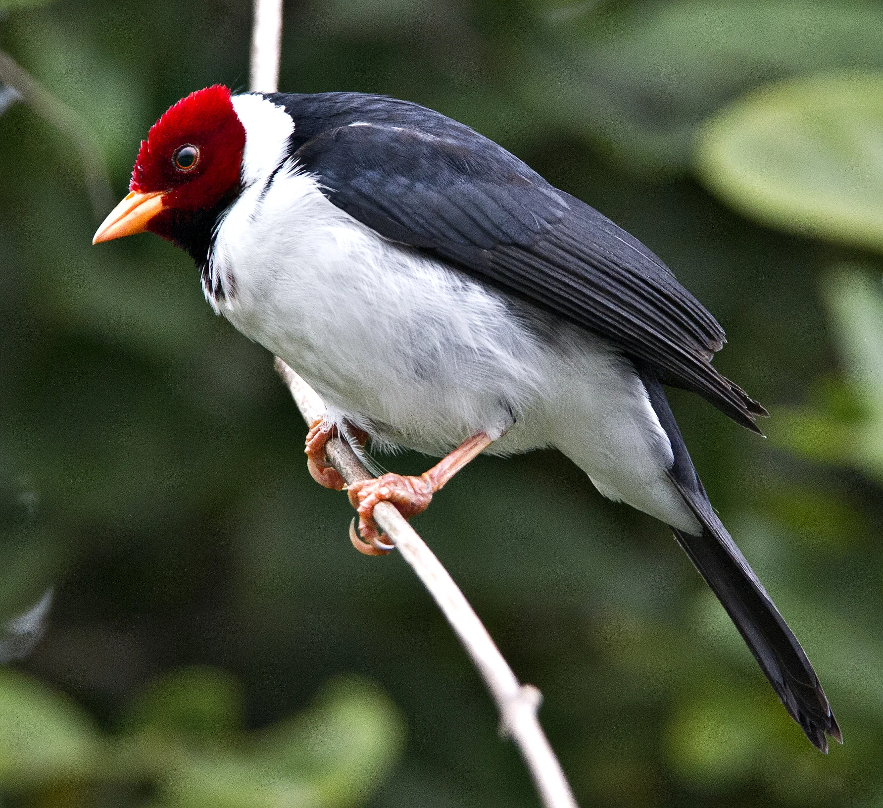 YELLOW-BILLED CARDINAL