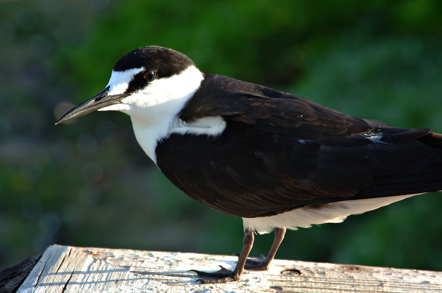 SOOTY TERN 2
