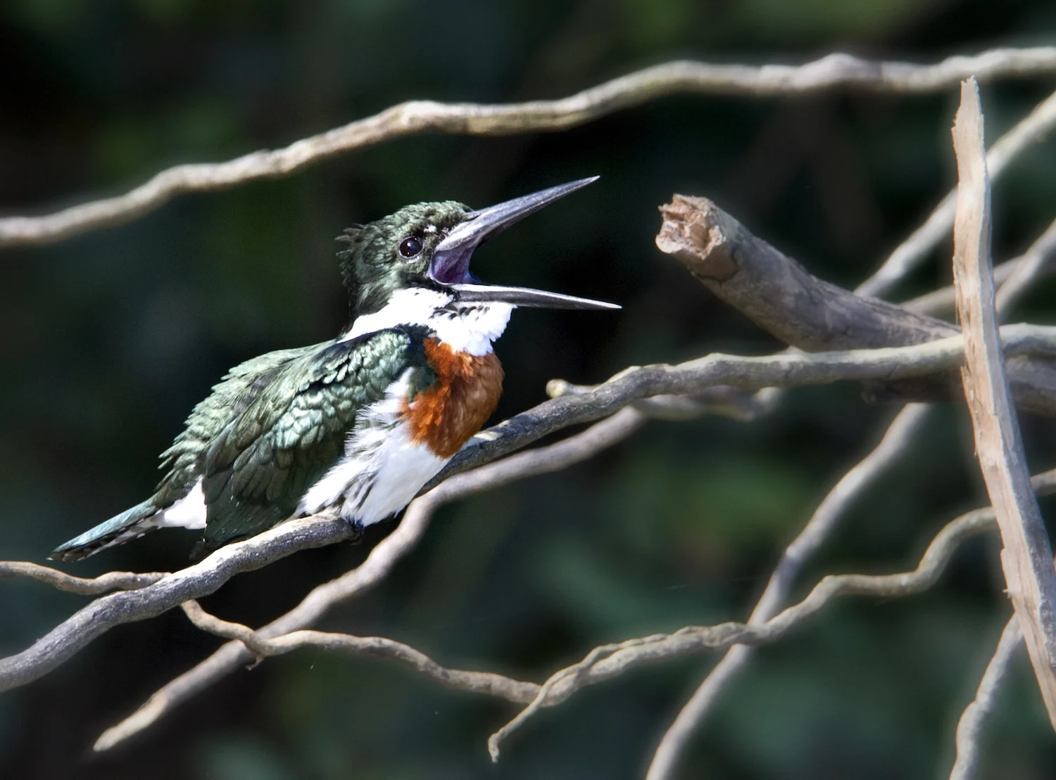 AMAZON KINGFISHER