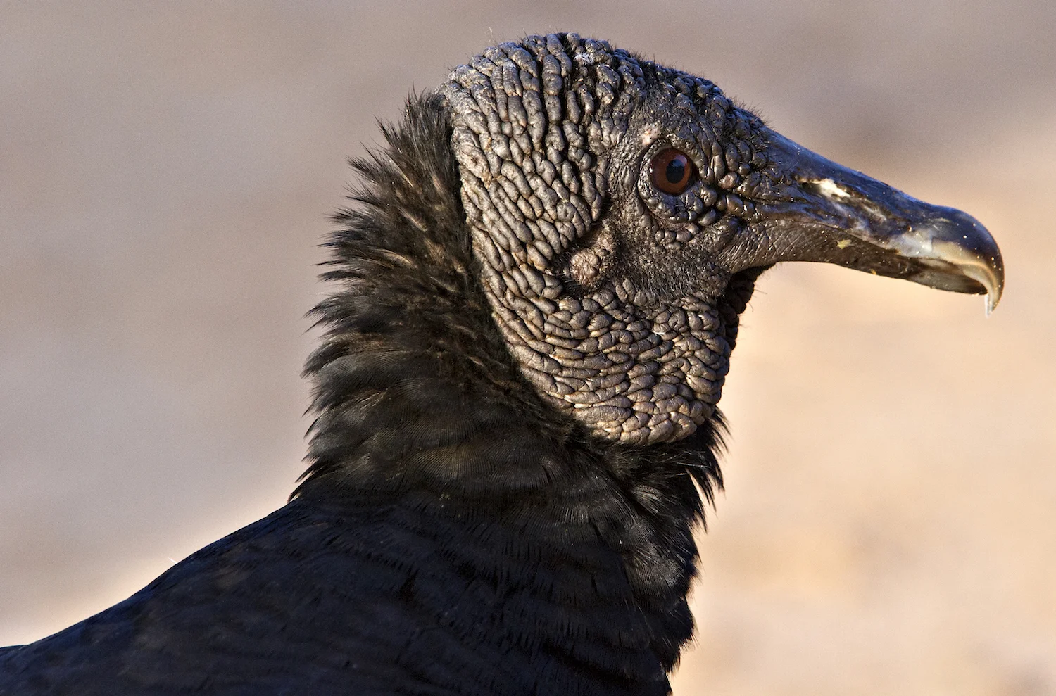 BLACK VULTURE