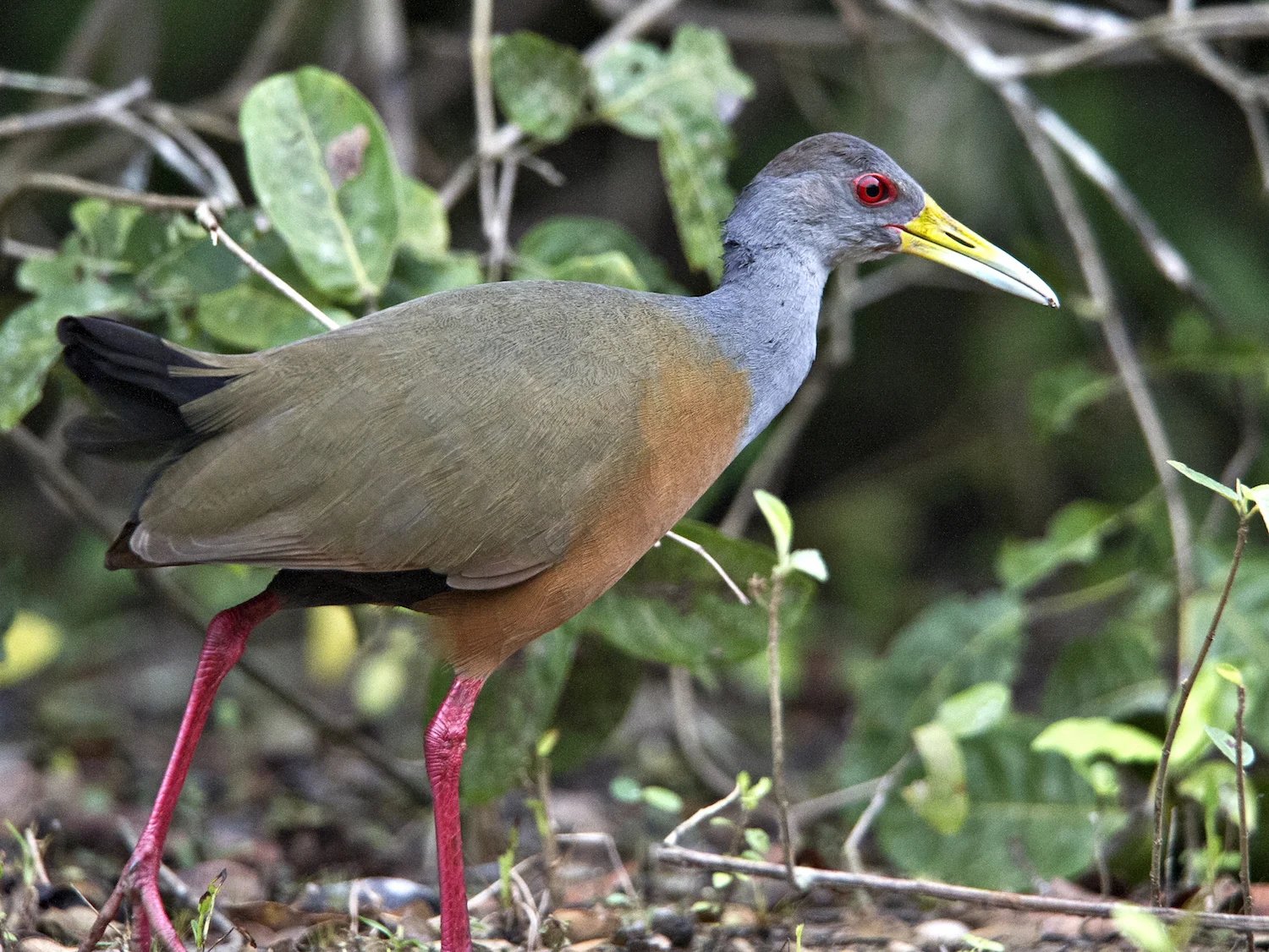 GRAY-NECKED WOOD RAIL