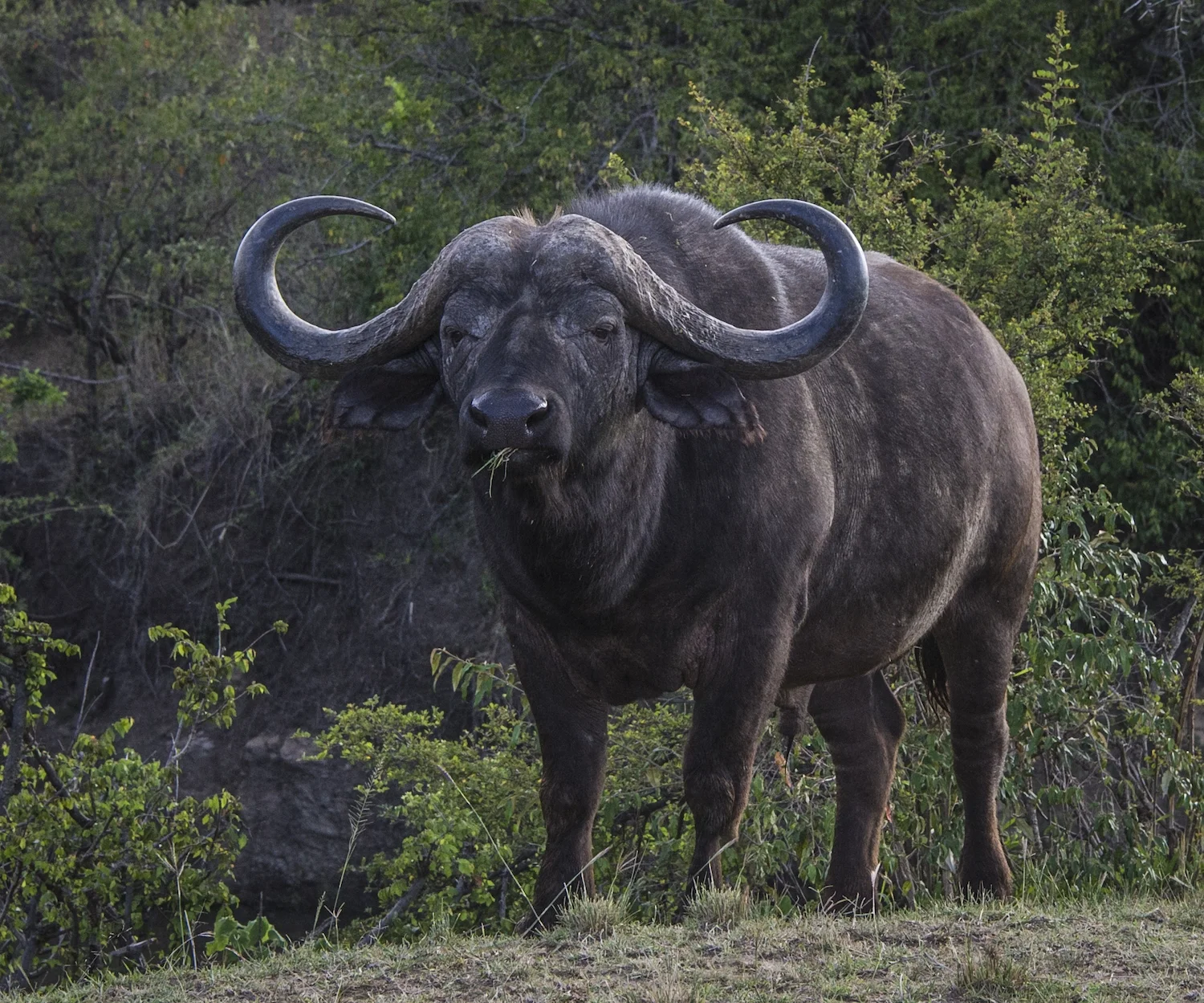 CAPE BUFFALO 2