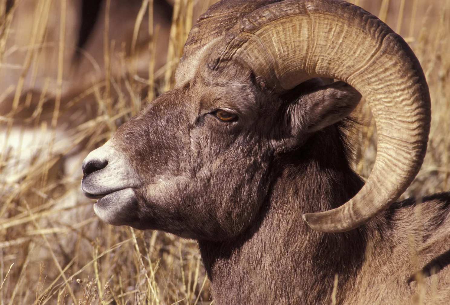 BIG HORN SHEEP