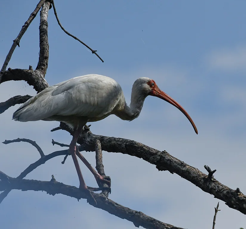 WHITE IBIS