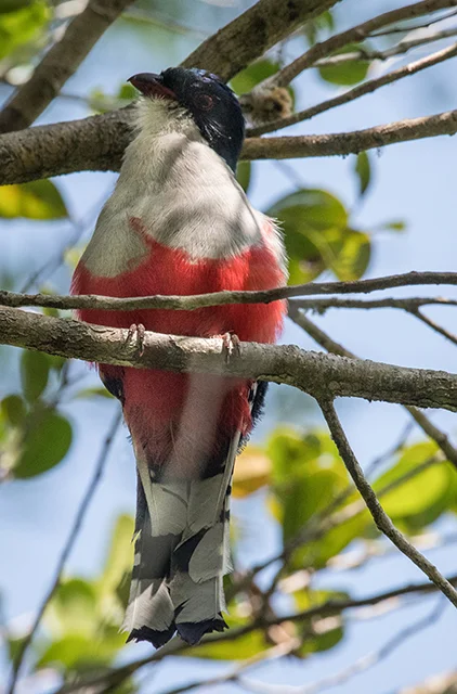 CUBAN TROGON