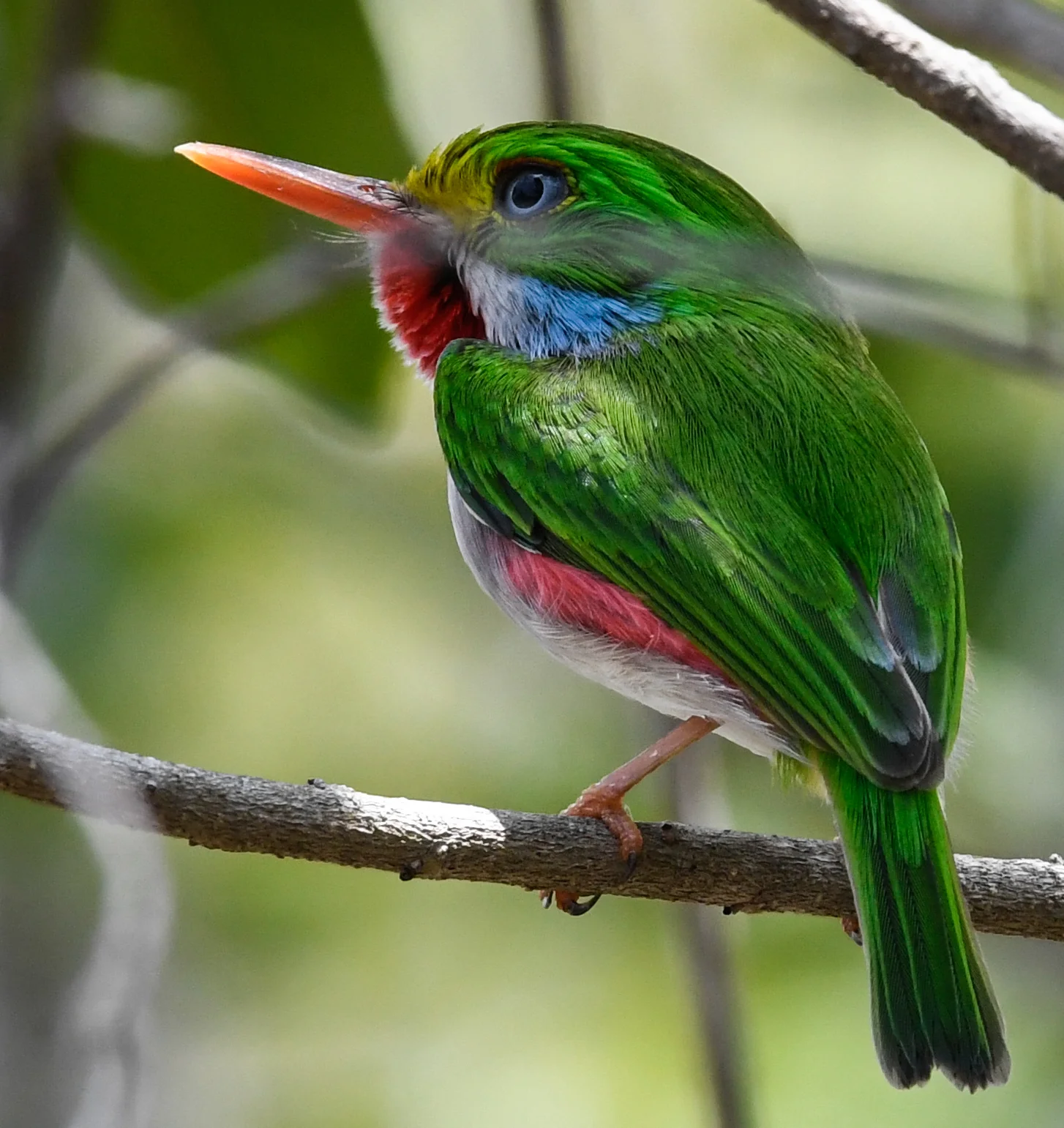 CUBAN TODY