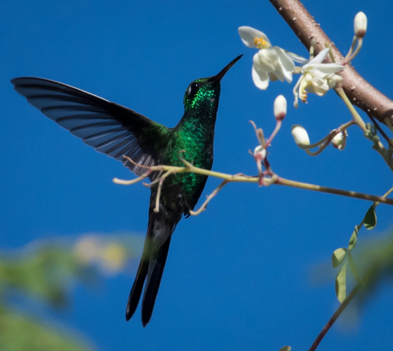 GREEN EMERALD HUMMINGBIRD