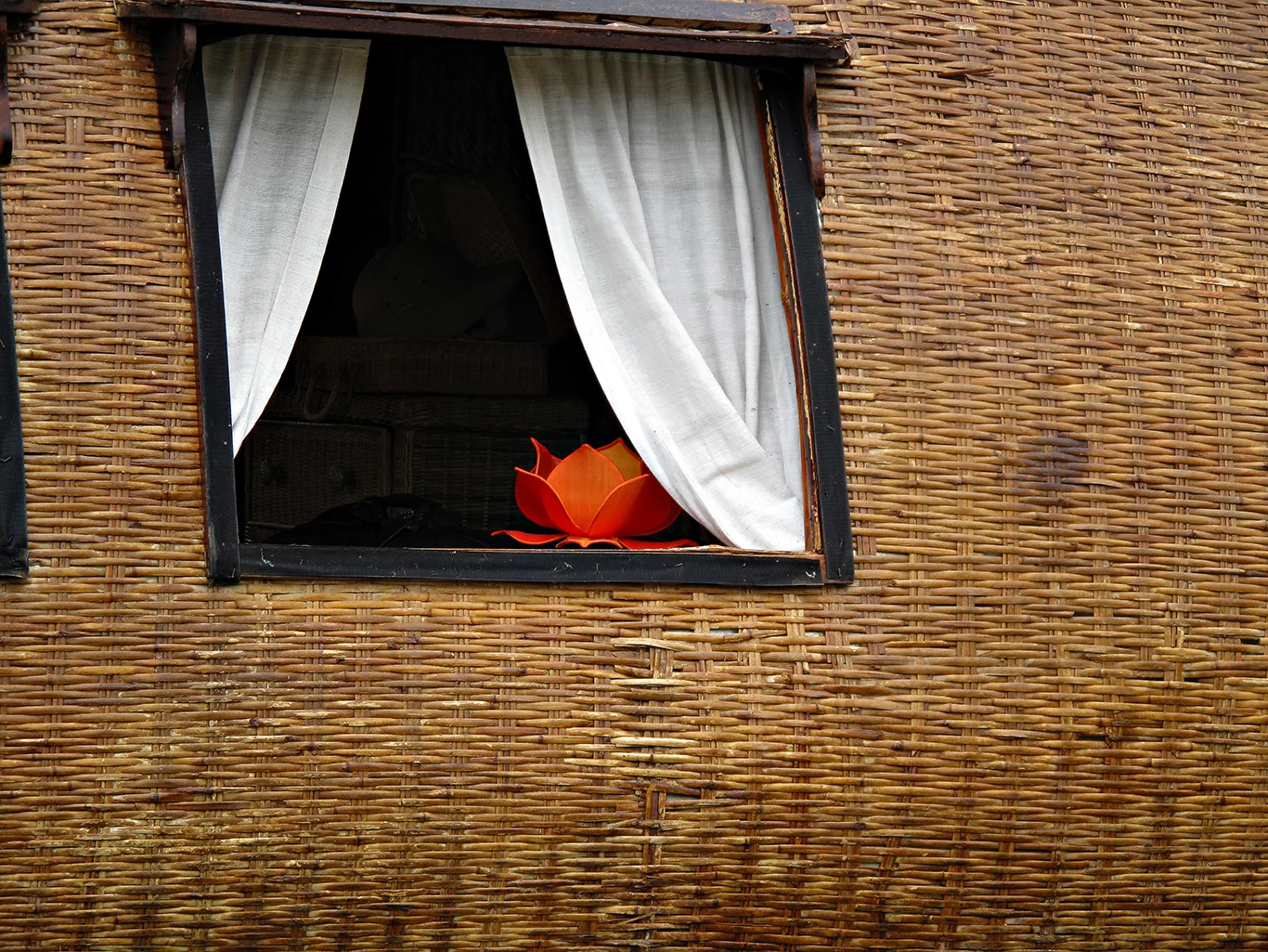 LOTUS IN BOAT WINDOW